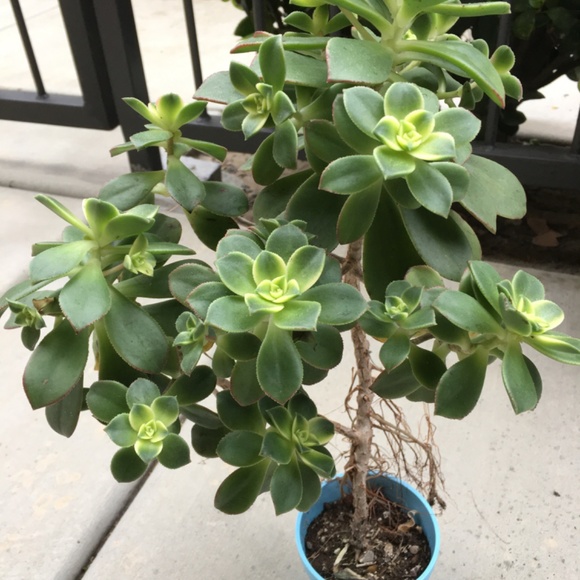 Kiwi Succulents Plant 🪴 - Picture 3 of 3